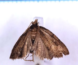  ( - RCKL-00084)  @11 [ ] CreativeCommons - Attribution Share-Alike (2025) Knud Larsen Research Collection of Knud Larsen