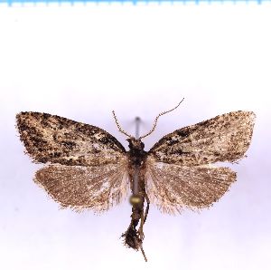  (Borboniella conflatilis - RCKL-00085)  @11 [ ] CreativeCommons - Attribution Share-Alike (2025) Knud Larsen Research Collection of Knud Larsen