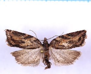  ( - RCKL-00086)  @11 [ ] CreativeCommons - Attribution Share-Alike (2025) Knud Larsen Research Collection of Knud Larsen