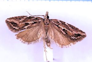  ( - RCKL-00087)  @11 [ ] CreativeCommons - Attribution Share-Alike (2025) Knud Larsen Research Collection of Knud Larsen