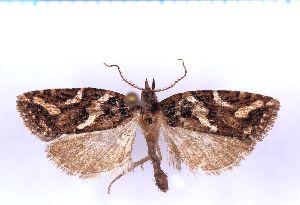  ( - RCKL-00089)  @11 [ ] CreativeCommons - Attribution Share-Alike (2025) Knud Larsen Research Collection of Knud Larsen