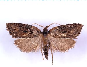  ( - RCKL-00090)  @11 [ ] CreativeCommons - Attribution Share-Alike (2025) Knud Larsen Research Collection of Knud Larsen