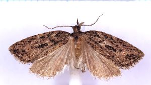  ( - RCKL-00092)  @11 [ ] CreativeCommons - Attribution Share-Alike (2025) Knud Larsen Research Collection of Knud Larsen