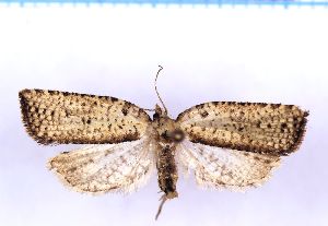  (Borboniella sp. 6 - RCKL-00093)  @11 [ ] CreativeCommons - Attribution Share-Alike (2025) Knud Larsen Research Collection of Knud Larsen