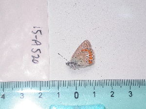  ( - 15-A520)  @12 [ ] Oxford Brookes University (2015) Leonardo Dapporto Oxford Brookes University