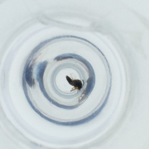  ( - MOZZ00000971A_A1)  @11 [ ] by  Genome Research Ltd as Wellcome Sanger Institute Genome Research Limited operating as Wellcome Sanger Institute