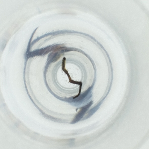  ( - MOZZ00000972A_A4)  @11 [ ] by  Genome Research Ltd as Wellcome Sanger Institute Genome Research Limited operating as Wellcome Sanger Institute