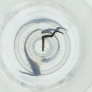  ( - MOZZ00000972A_B4)  @11 [ ] by  Genome Research Ltd as Wellcome Sanger Institute Genome Research Limited operating as Wellcome Sanger Institute