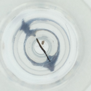  ( - MOZZ00000972A_C4)  @11 [ ] by  Genome Research Ltd as Wellcome Sanger Institute Genome Research Limited operating as Wellcome Sanger Institute