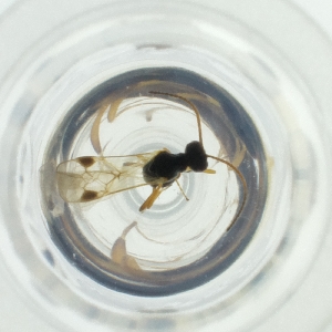  ( - OXWW_001_C2)  @11 [ ] by  Genome Research Ltd as Wellcome Sanger Institute Genome Research Limited operating as Wellcome Sanger Institute