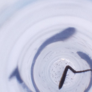  ( - OXWW_014_H11)  @11 [ ] by  Genome Research Ltd as Wellcome Sanger Institute Genome Research Limited operating as Wellcome Sanger Institute