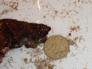  (Contarinia sp. 1LH - GWS023613)  @11 [ ] Unspecified (default): All Rights Reserved  Unspecified Unspecified