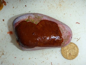  (Peyssonnelia sp. 5NSW - GWS033948)  @11 [ ] Unspecified (default): All Rights Reserved  Unspecified Unspecified