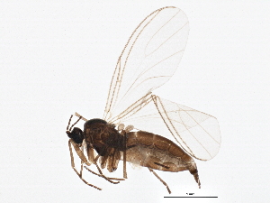  ( - BIOUG02823-D08)  @13 [ ] CreativeCommons - Attribution (2013) CBG Photography Group Centre for Biodiversity Genomics