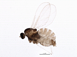  (Asteromyia euthamiae - BIOUG02897-G11)  @14 [ ] CreativeCommons - Attribution (2013) CBG Photography Group Centre for Biodiversity Genomics