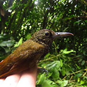  ( - PAB-UC-COL-061)  @11 [ ] CreativeCommons - Attribution Non-Commercial Share-Alike (2019) Cristian Vidal-Maldonado Universidad del Cauca