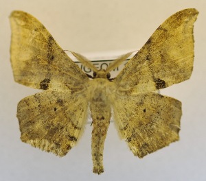  ( - USNM ENT 00723147)  @13 [ ] Unspecified (default): All Rights Reserved  Unspecified Unspecified