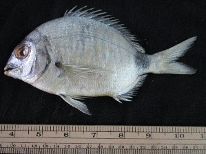  ( - MUFS 39677)  @11 [ ] Copyright  Unspecified Centre of Excellence in Marine Biology, University of Karachi