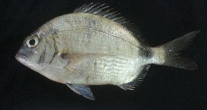  ( - PAK_Spa_Ds2)  @11 [ ] Copyright  Unspecified Centre of Excellence in Marine Biology, University of Karachi