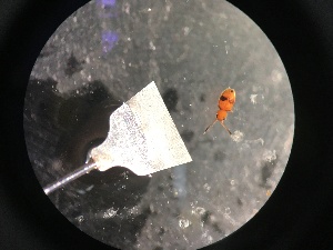  ( - PAL-0045)  @12 [ ] CreativeCommons - Attribution Non-Commercial Share-Alike (2015) Hillary Young University of California, Santa Barbara