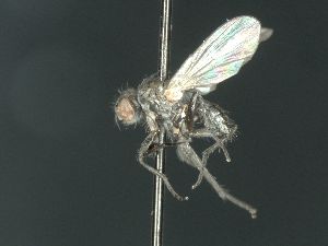  ( - PM2516)  @13 [ ] No Rights Reserved (2013) Paul Marino Memorial University of Newfoundland