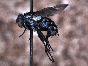  ( - Sarcophagidae PM1187)  @11 [ ] No Rights Reserved (2015) Paul Marino Memorial University of Newfoundland