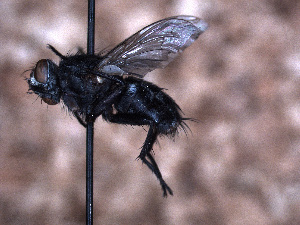  ( - Sarcophagidae PM441)  @11 [ ] No Rights Reserved (2015) Paul Marino Memorial University of Newfoundland