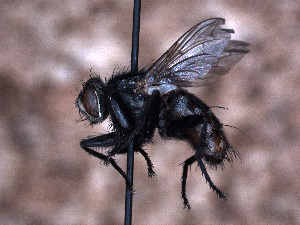  ( - Sarcophagidae PM484)  @11 [ ] No Rights Reserved (2015) Paul Marino Memorial University of Newfoundland
