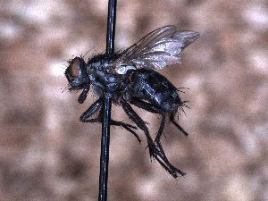  ( - Sarcophagidae PM853)  @11 [ ] No Rights Reserved (2015) Paul Marino Memorial University of Newfoundland