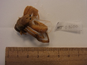  ( - MT08600)  @11 [ ] by-nc-sa (2014) Sven Rossel German Centre for Marine Biodiversity Research