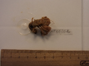  ( - MT08601)  @11 [ ] by-nc-sa (2014) Sven Rossel German Centre for Marine Biodiversity Research