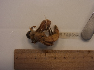  ( - MT08602)  @11 [ ] by-nc-sa (2014) Sven Rossel German Centre for Marine Biodiversity Research