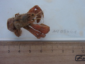  ( - MT08641)  @11 [ ] by-nc-sa (2014) Sven Rossel German Centre for Marine Biodiversity Research