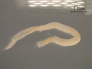  (Anisakidae - SIMM55)  @11 [ ] Unspecified (default): All Rights Reserved  Unspecified Unspecified