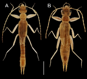 (Diplatyidae - Paradiplatys_grosseri_holotype)  @11 [ ] CreativeCommons - Attribution Share-Alike (2025) Unspecified University of Ostrava