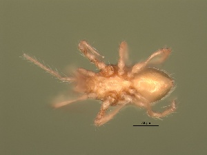  (Arctoseius sp. JCS30 - HUJINVACA527)  @11 [ ] CreativeCommons - Attribution Non-Commercial Share-Alike (2019) Eric Palevsky Agricultural Research Organization