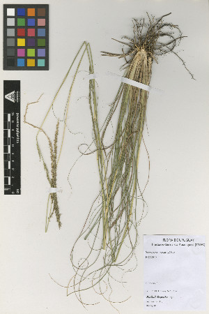  (Sporobolus indicus - IIBCE54)  @11 [ ] Copyright (2023) Unspecified Universidad de la Republica, Facultad de Agronomia, Bernardo Rosengurtt Herbarium
