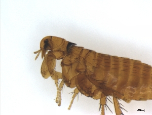  (Ctenophthalmus sp - PAVEA_Flo5)  @11 [ ] by-sa - CreativeCommons - Attribution Share-Alike  Unspecified University of Veterinary Medicine, Vienna