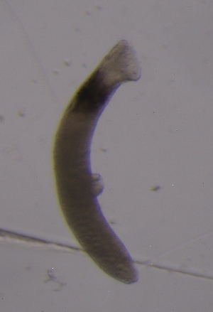  ( - PZ0034)  @11 [ ] by-nc-sa (2025) Luis Martell University Museum of Bergen, Natural History Collections