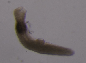  ( - PZ0051)  @11 [ ] by-nc-sa (2025) Luis Martell University Museum of Bergen, Natural History Collections