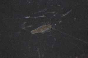  ( - PZ0112)  @11 [ ] by-nc-sa (2025) Luis Martell University Museum of Bergen, Natural History Collections