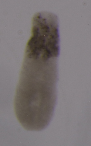  ( - PZ0122)  @11 [ ] by-nc-sa (2025) Luis Martell University Museum of Bergen, Natural History Collections