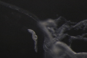  ( - PZ0132)  @11 [ ] by-nc-sa (2025) Luis Martell University Museum of Bergen, Natural History Collections