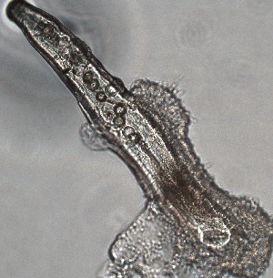  ( - PZ0134)  @11 [ ] by-nc-sa (2025) Luis Martell University Museum of Bergen, Natural History Collections