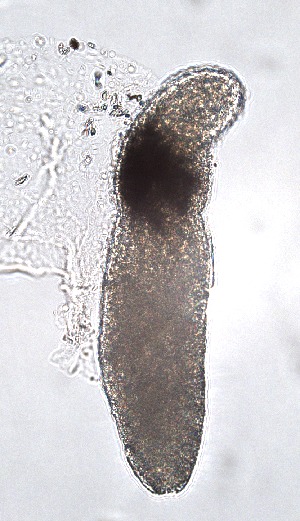  ( - PZ0136)  @11 [ ] by-nc-sa (2025) Luis Martell University Museum of Bergen, Natural History Collections