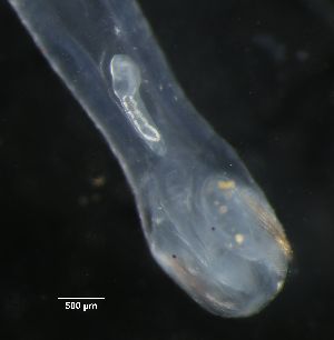  (Derogenes - PZ0141)  @11 [ ] by-nc-sa (2023) Luis Martell University Museum of Bergen, Natural History Collections