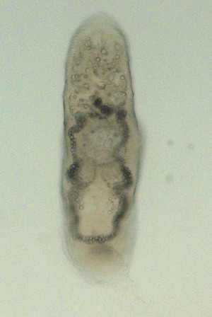  ( - PZ0242)  @11 [ ] by-nc-sa (2025) Luis Martell University Museum of Bergen, Natural History Collections