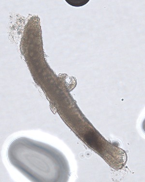  ( - PZ0258)  @11 [ ] by-nc-sa (2025) Luis Martell University Museum of Bergen, Natural History Collections