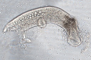  ( - PZ0261)  @11 [ ] by-nc-sa (2025) Luis Martell University Museum of Bergen, Natural History Collections