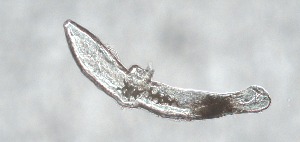  ( - PZ0264)  @11 [ ] by-nc-sa (2025) Luis Martell University Museum of Bergen, Natural History Collections